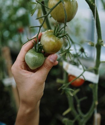 A hand picking tomatoes in a greenhouse, emphasizing organic gardening.